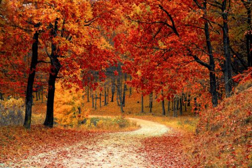 a winding path through brightly colored trees